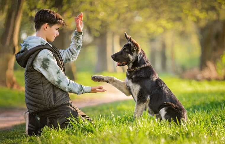como hacer que tu perro te de la pata