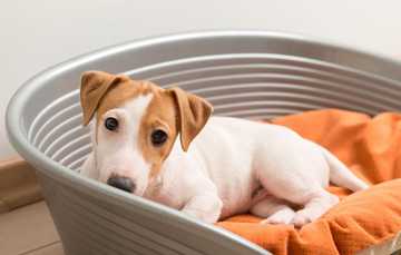 how to stop dog from humping