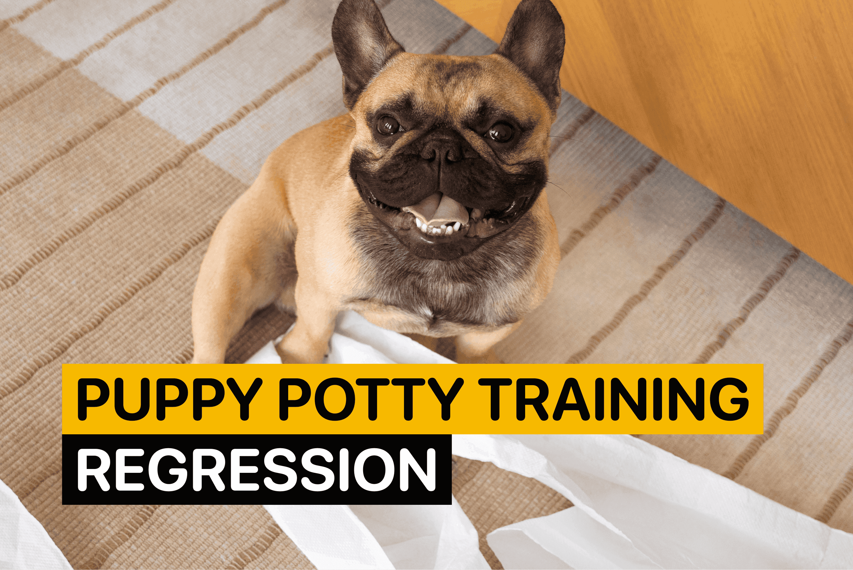 puppy potty training regression