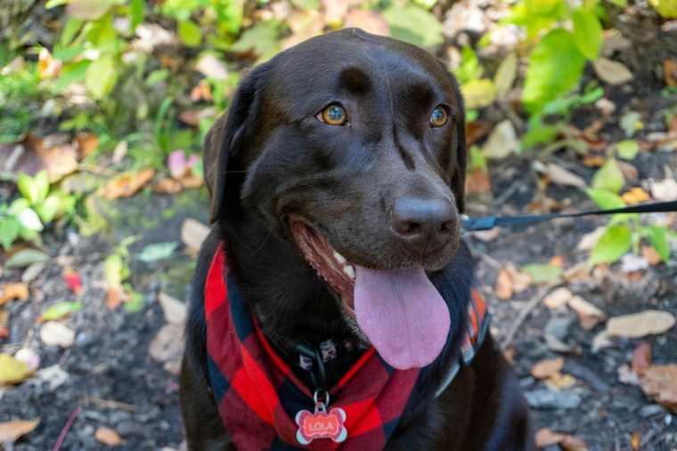 signs of overheating in dogs