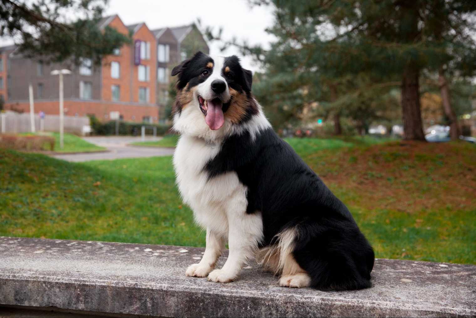 Puppy Growth: 7 Stages of Puppy Development