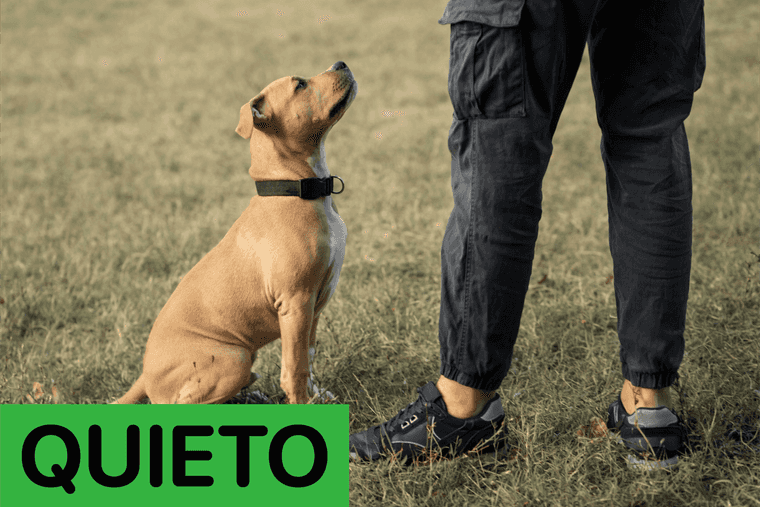 comandos avanzados para perros