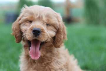 dog relaxed body language
