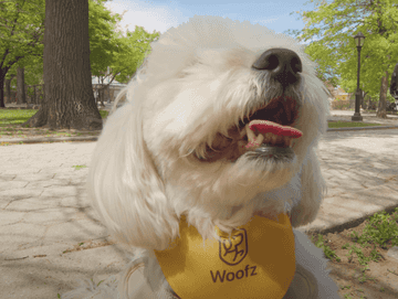 dog friendly activities nyc