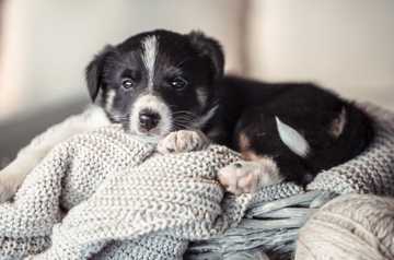 puppy training timeline