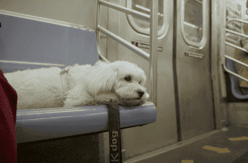 nyc subway dog bag rule