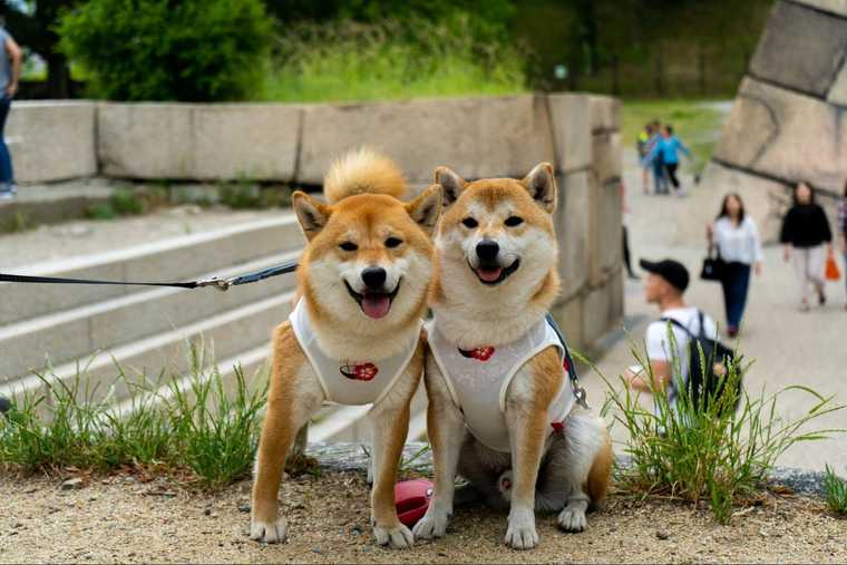 training dog for emotional support