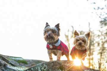 training a dog to be an emotional support animal