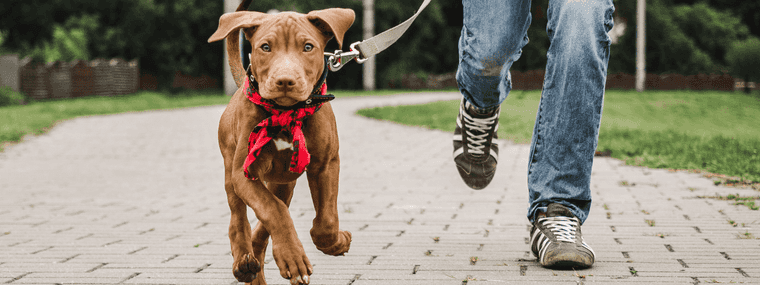 tips for first time dog owners