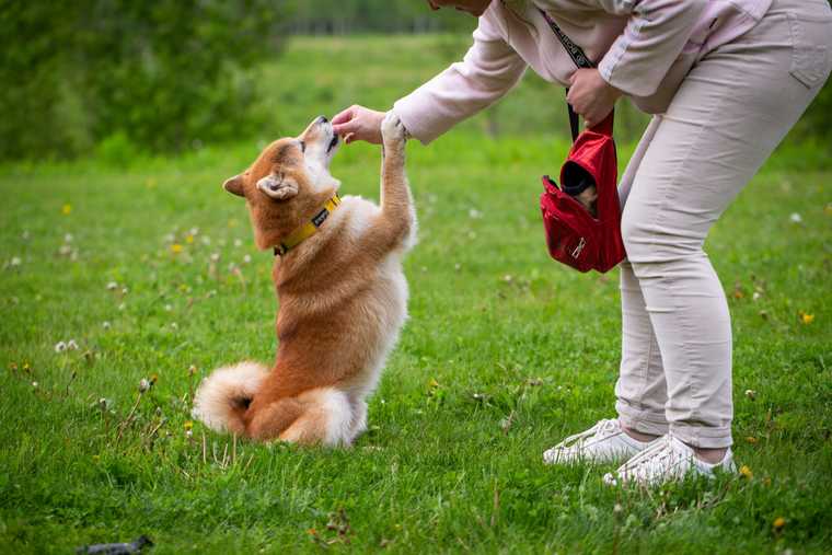 train dog to stand