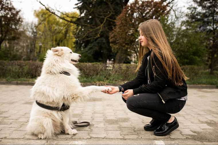 como enseñar a mi perro a dar la pata