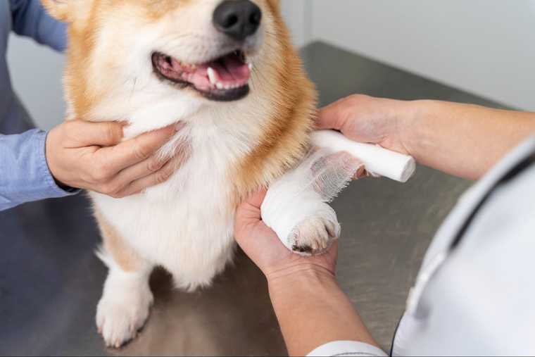 dog chewing paws treatment