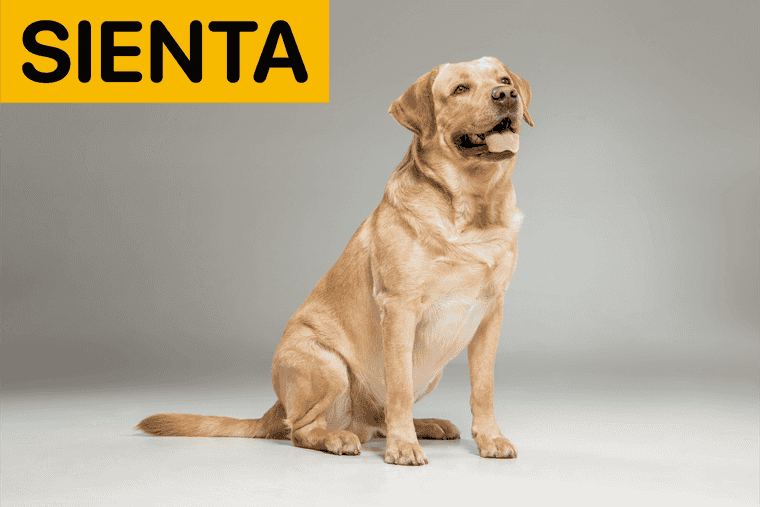 comandos para perros
