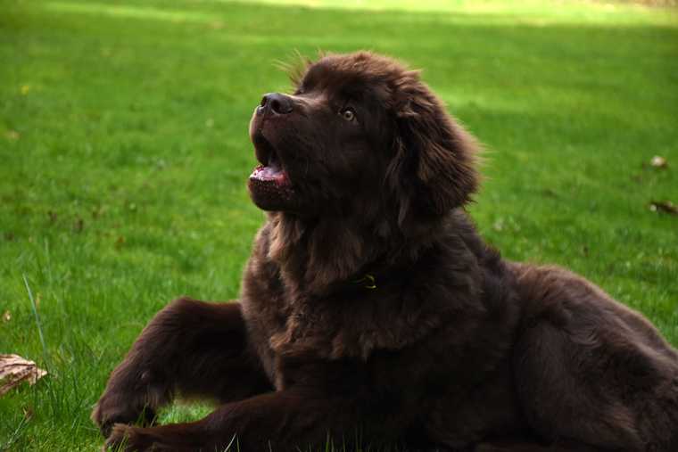 what makes a dog howl