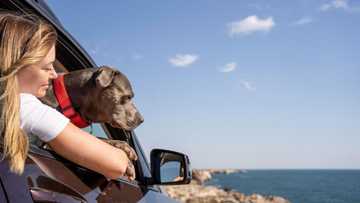 can you leave a dog in a car