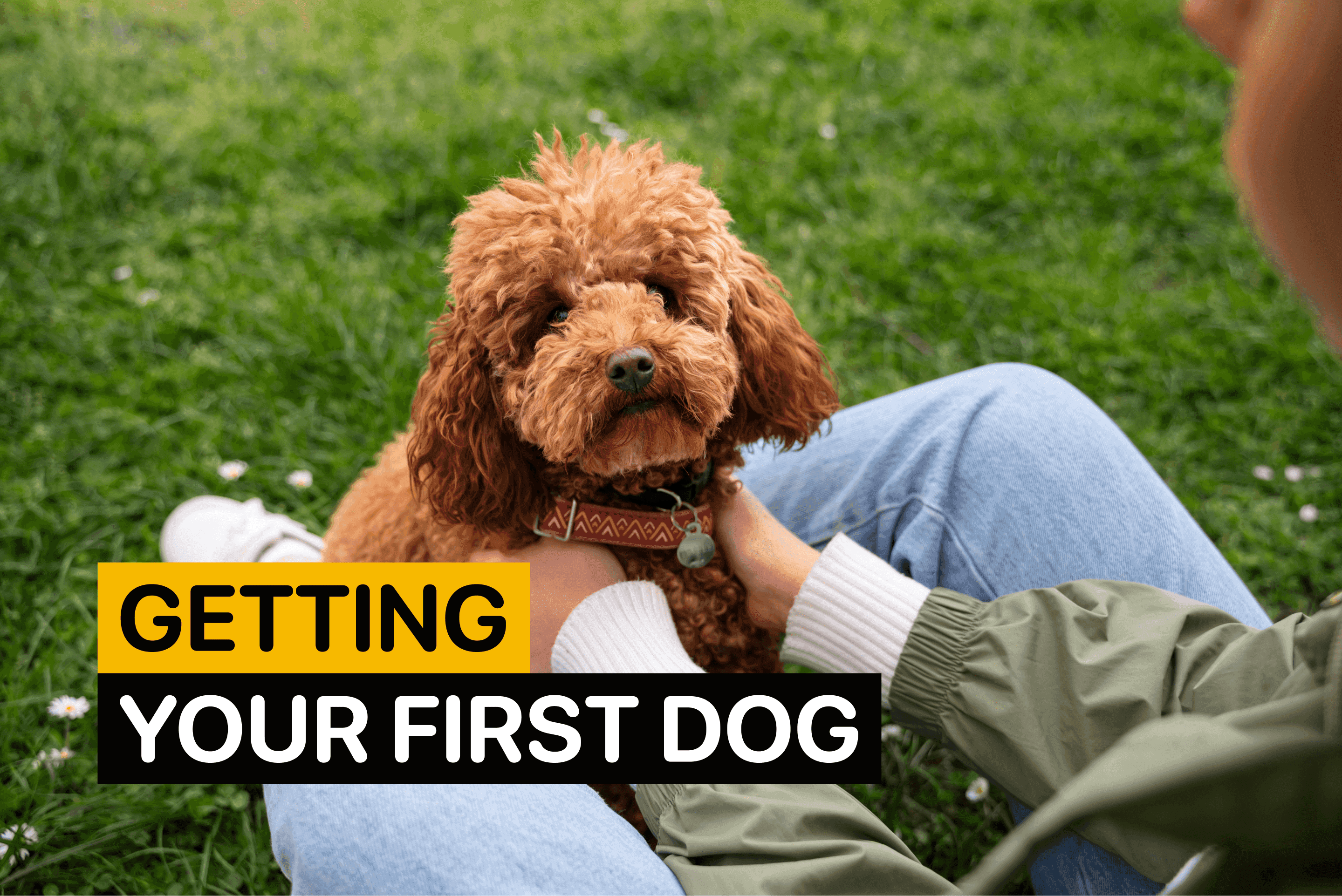 getting your first dog