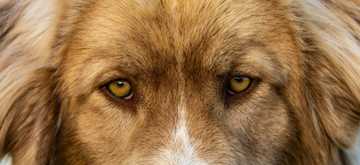 dog eye body language