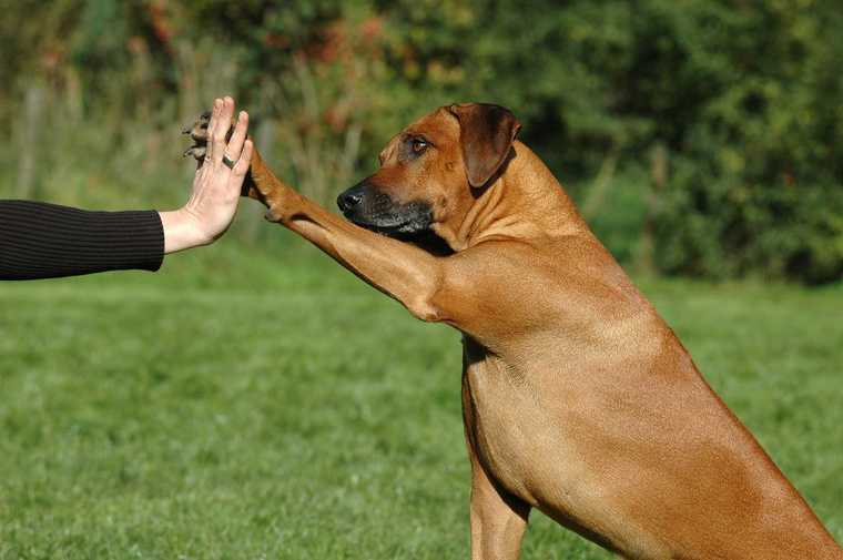 como entrenar a un perro para ir al baño