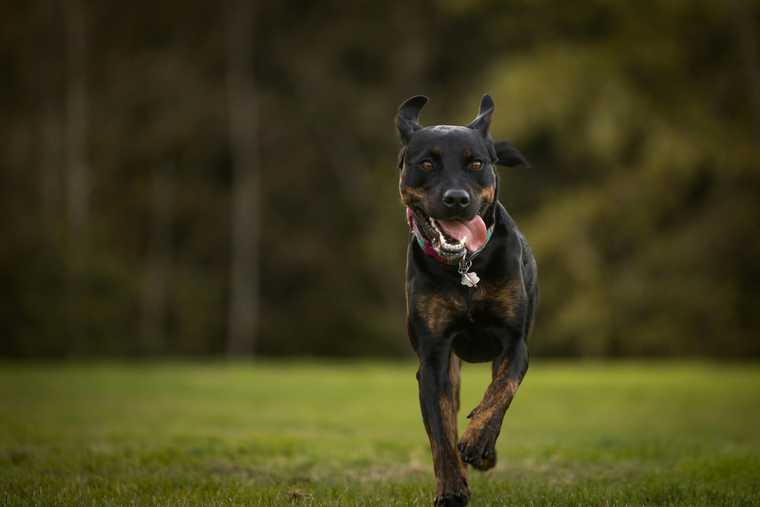 mi perro se escapa sin correa