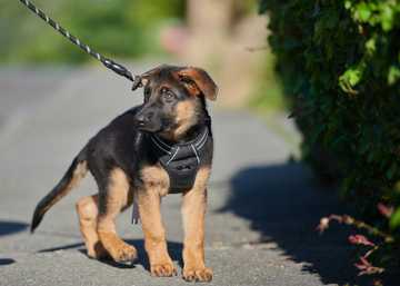 how long should it take to train a puppy
