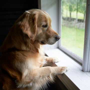 donde dejar perro solo en casa