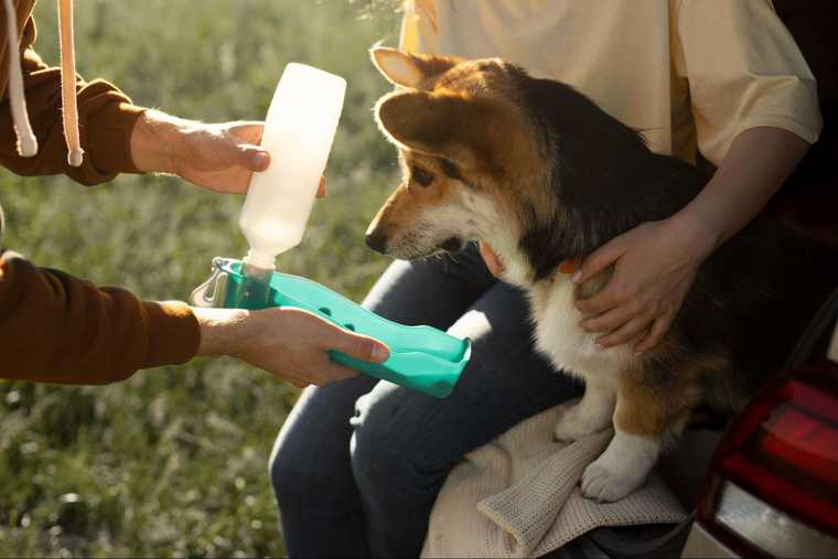 heat exhaustion in dogs treatment
