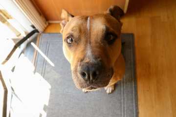 por que los perros lloran de la nada