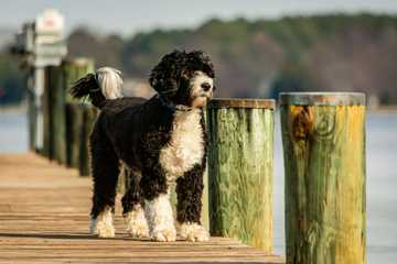 hypoallergenic big dogs that dont shed