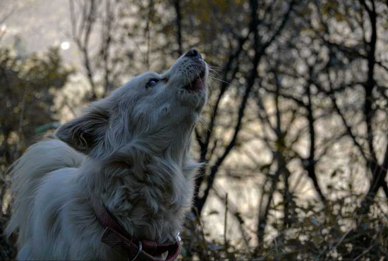 why does my dog howl