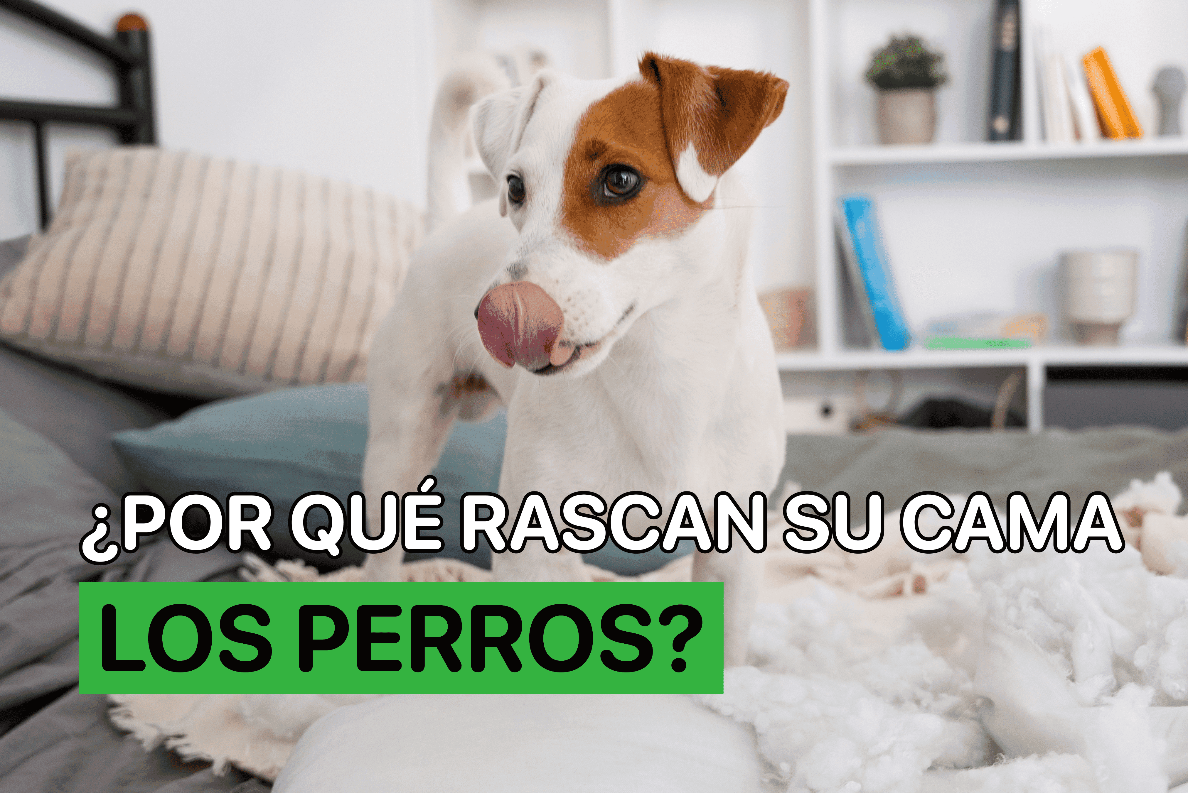 por que rascan su cama los perros
