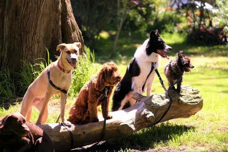 unique dog name