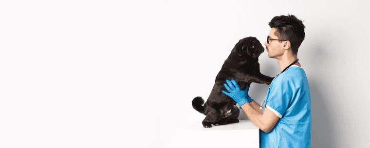 petardos y perros