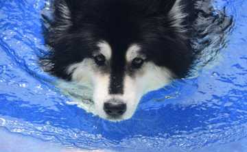 can dogs swim
