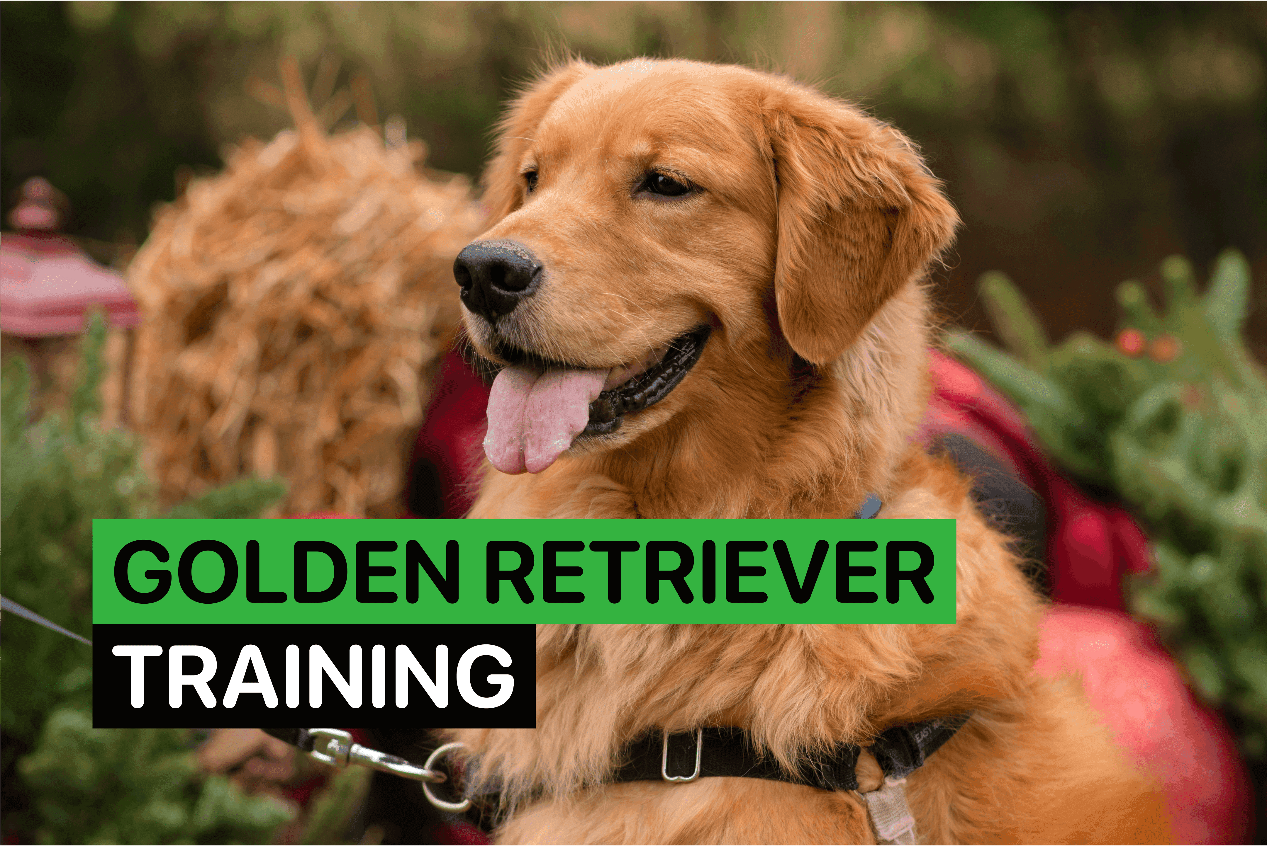 golden retriever training