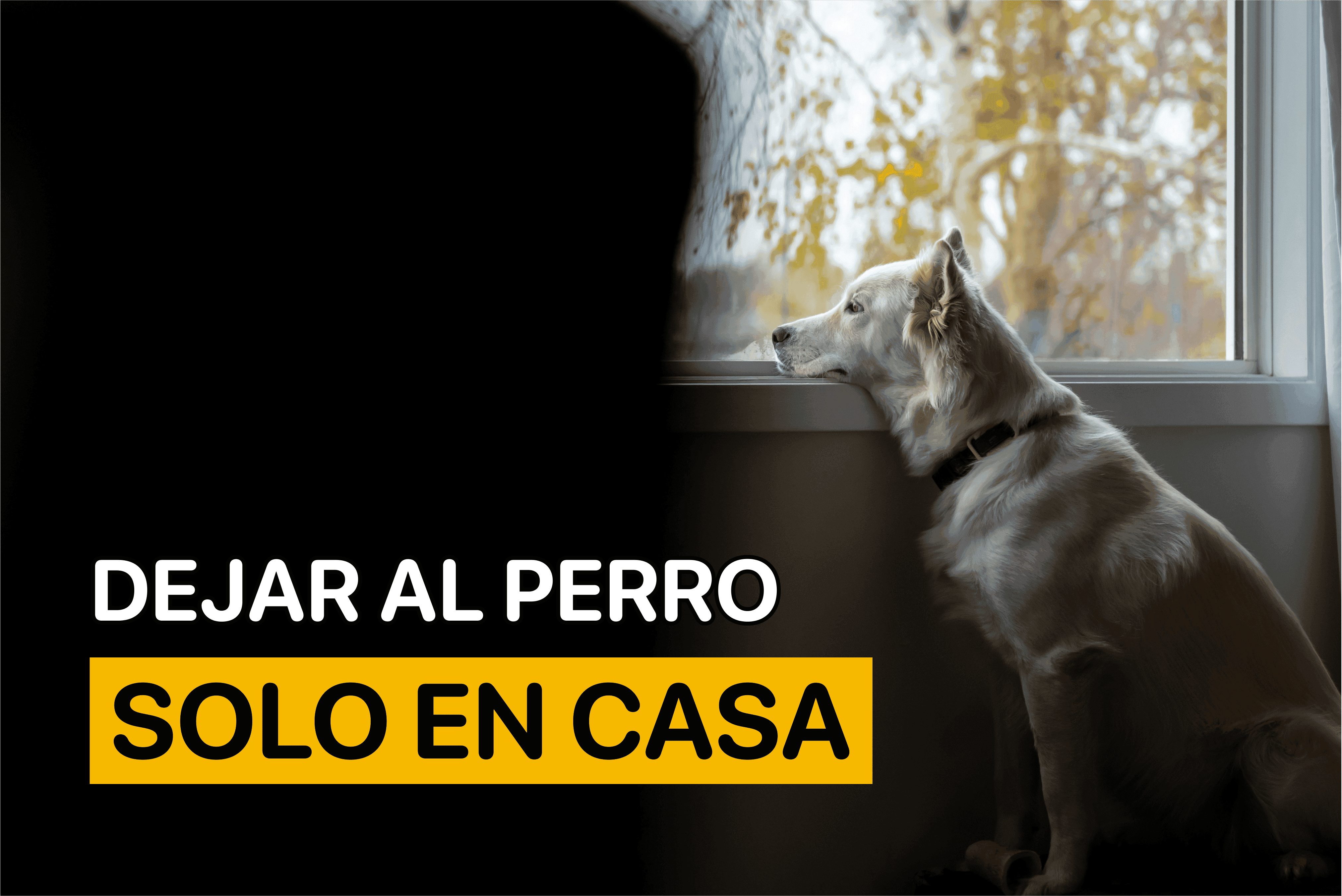 Dejar Al Perro Solo En Casa