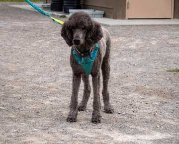 large hypoallergenic dogs