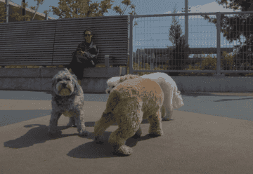dog friendly places in nyc