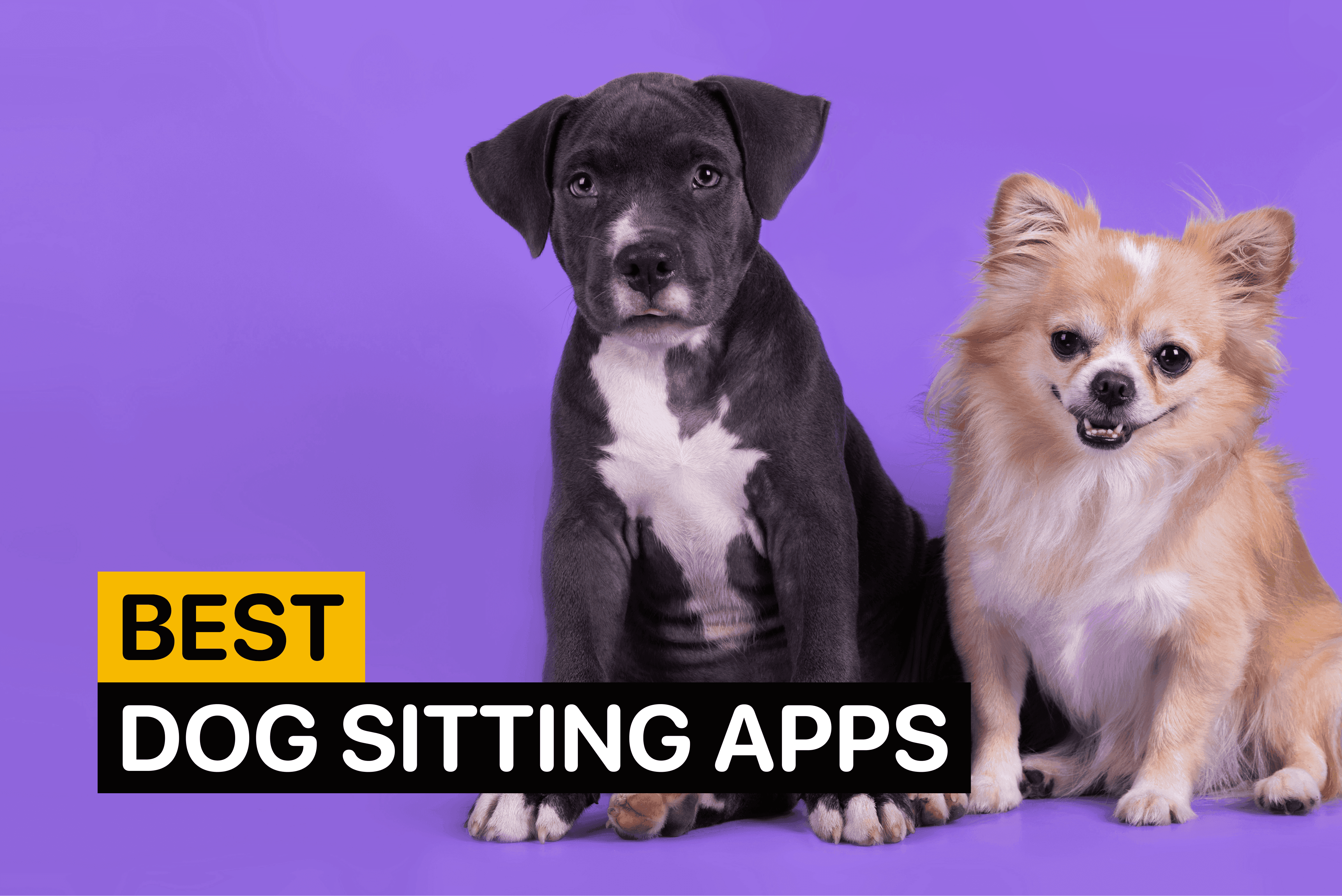 dog sitting app
