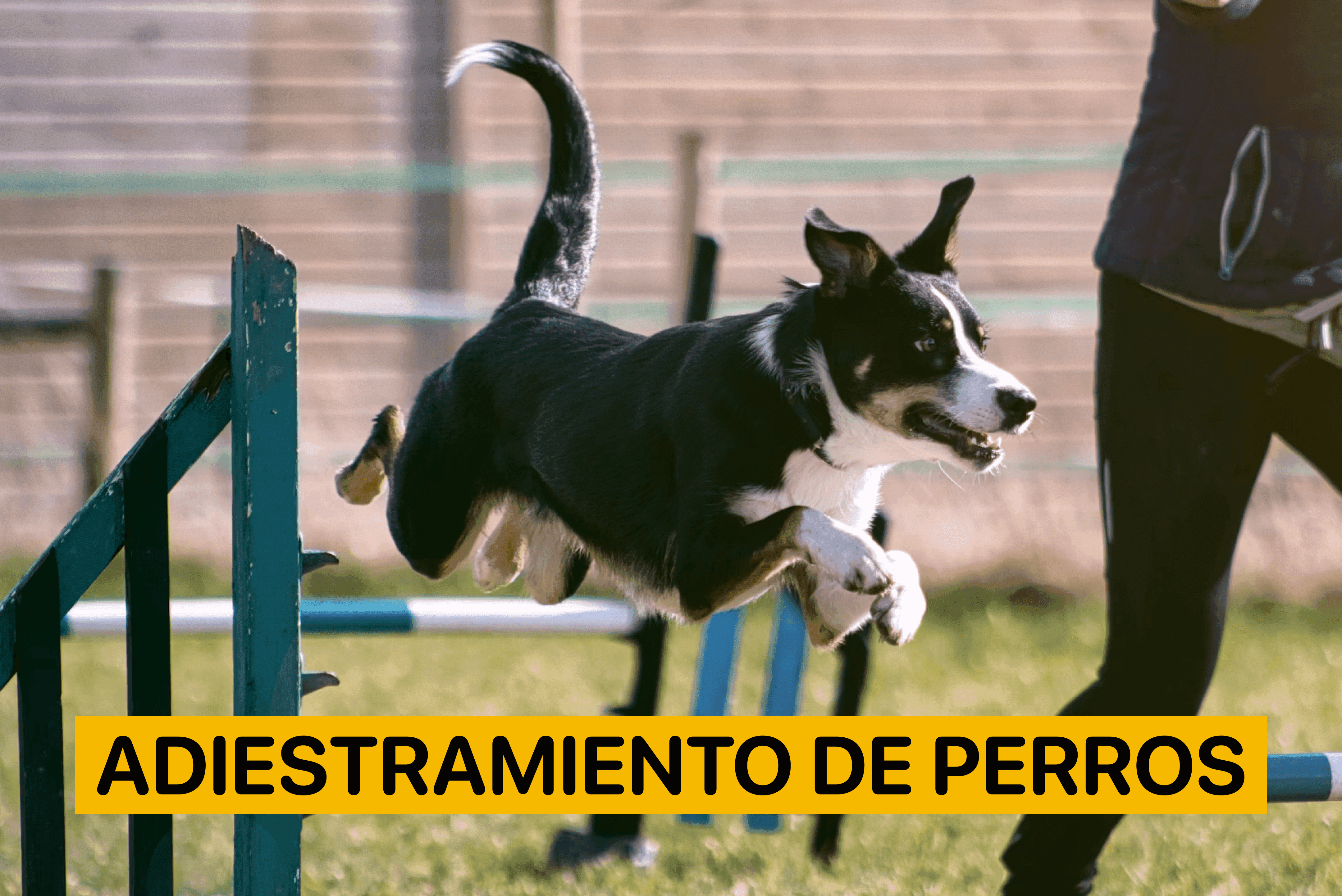 como adiestrar a un perro