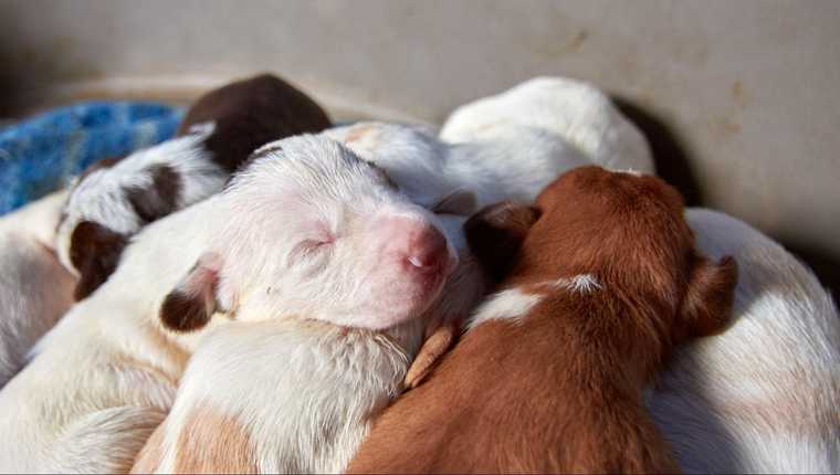 etapas ciclo de vida del perro