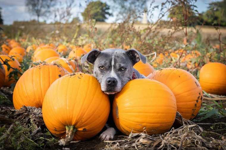 calabaza para perros beneficios