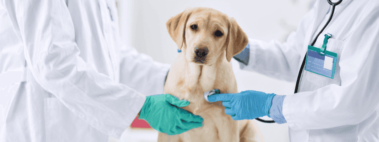 dog tips for new owners