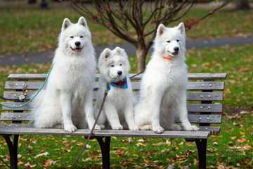 big dogs that are hypoallergenic
