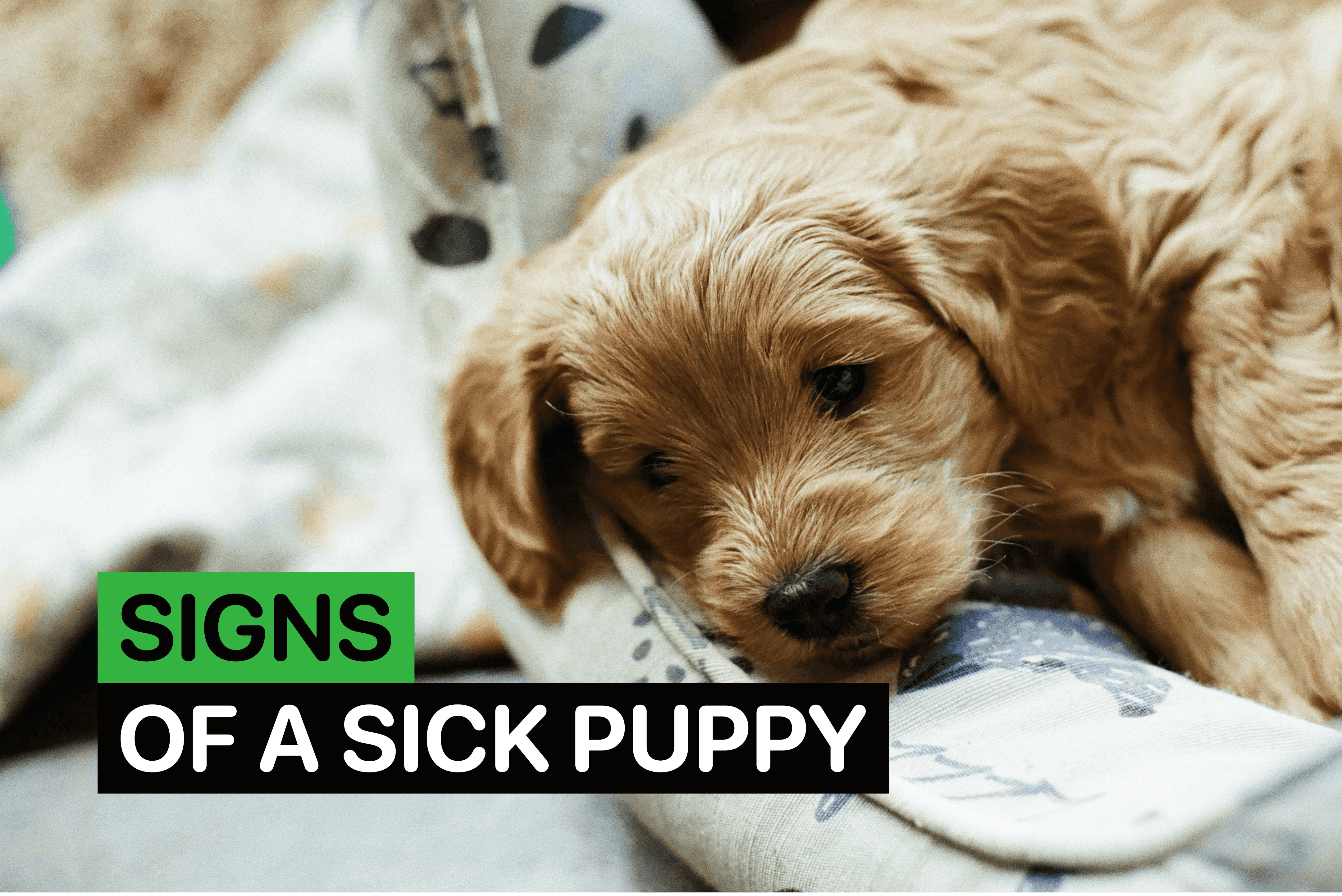signs puppy is sick