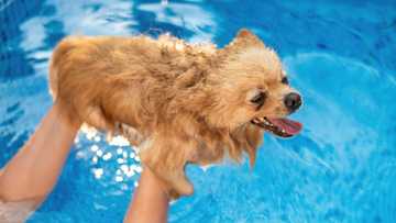 teaching dogs to swim