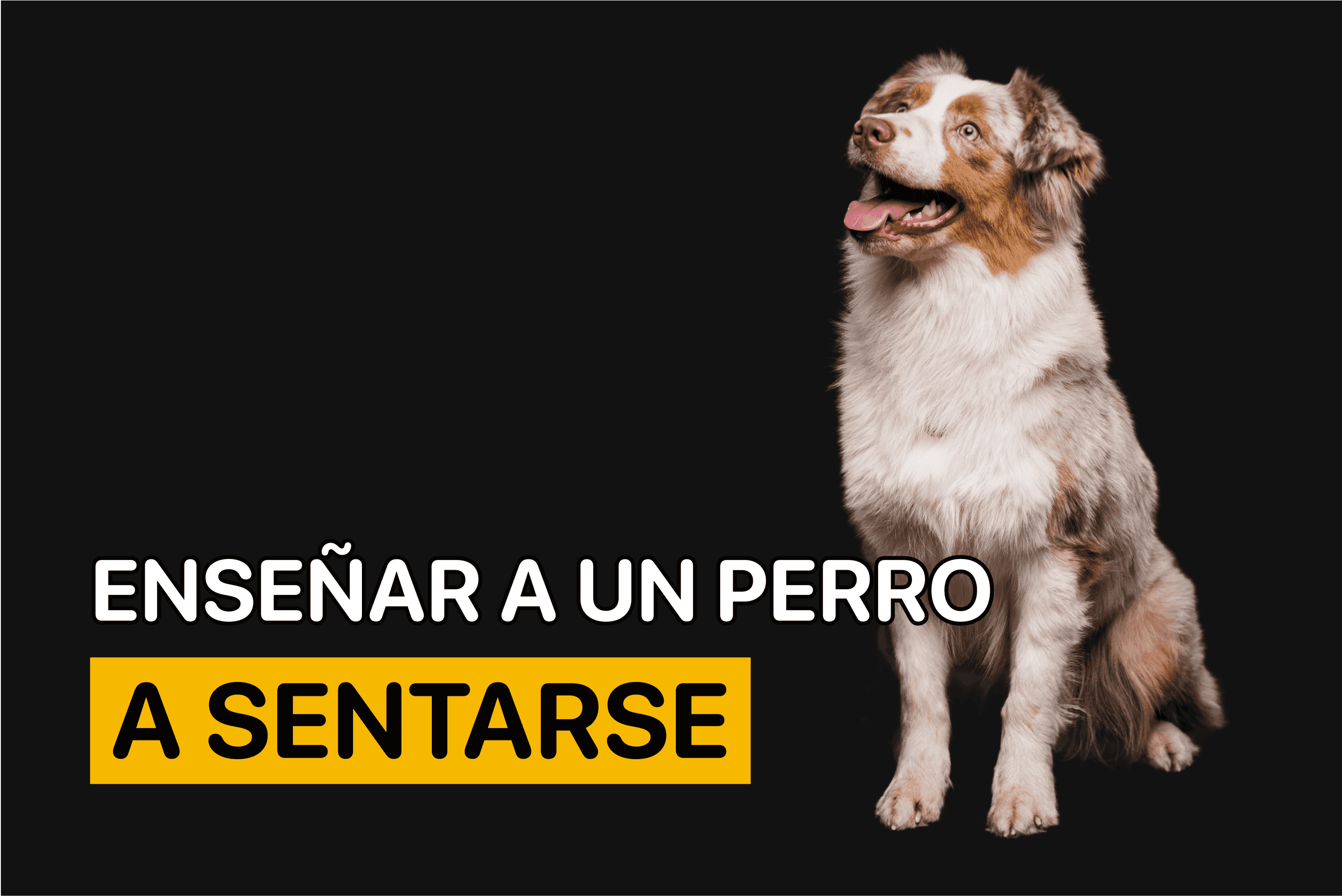 como enseñar a un cachorro a sentarse