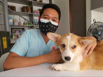 how to care for your dog