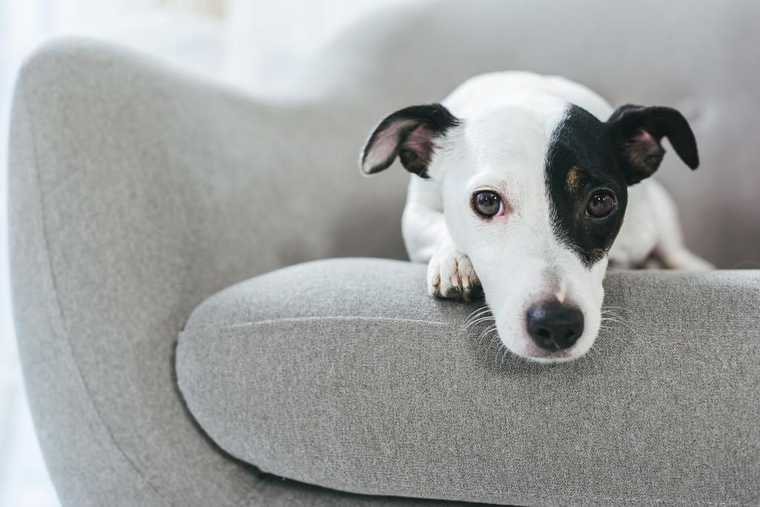 como entrenar a un cachorro para ir al baño