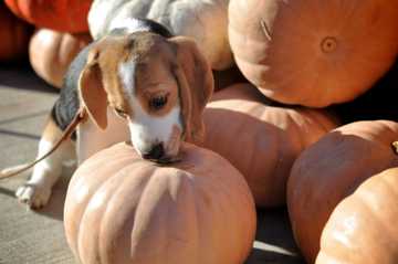 what kind of pumpkin can i give my dog