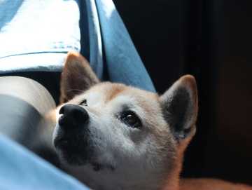 how to deal with dog anxiety